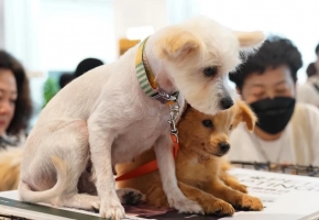 市场规模将超8100亿元 上海打造多元化“宠物友好空间”