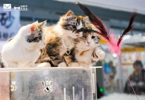 从“萌宠展”看会展升维的弹性空间